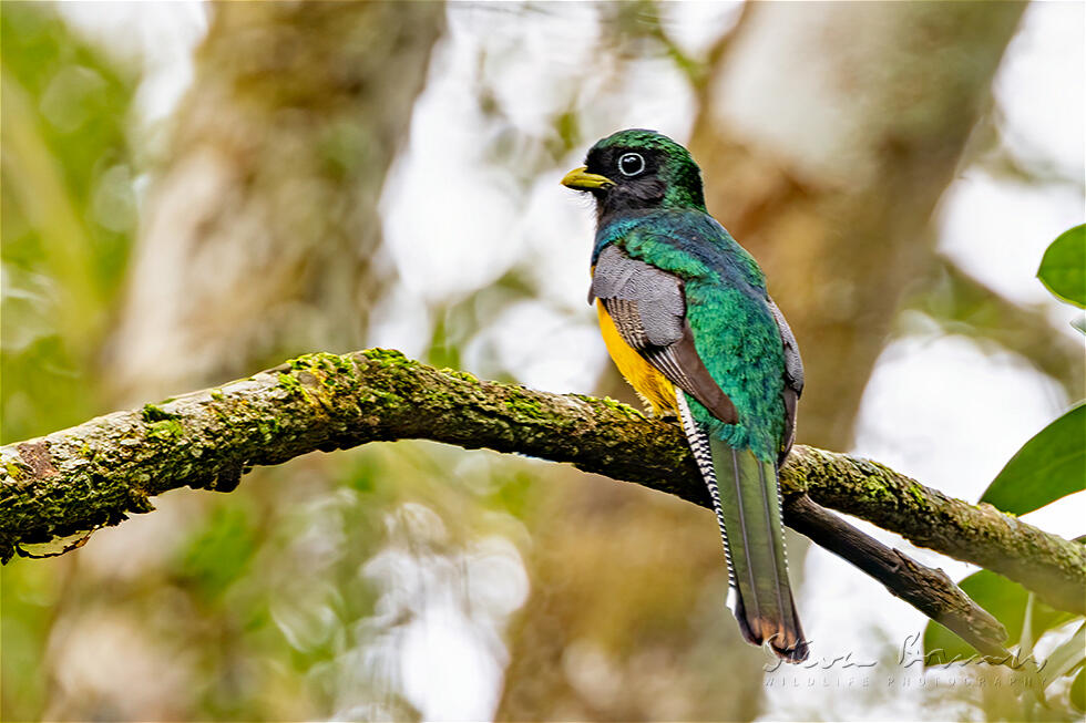Black-throated Trogon (Trogon rufus)