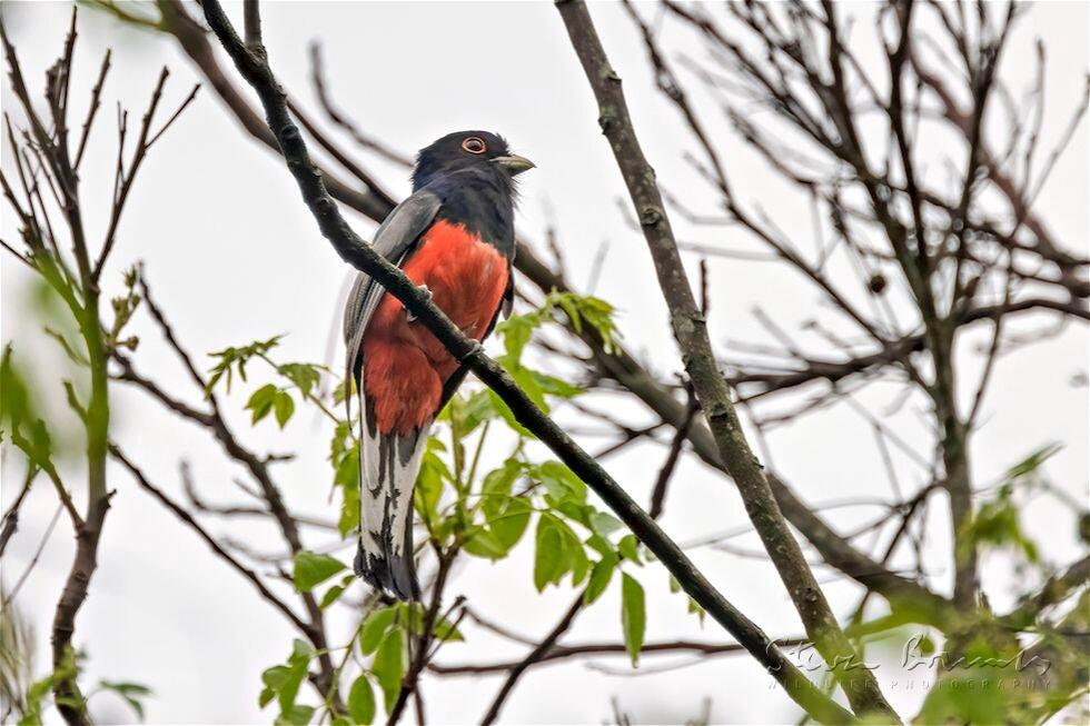 Surucua Trogon (Trogon surrucura)