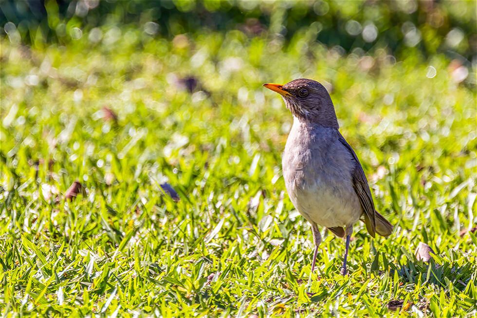 Creamy-bellied Thrush (Turdus amaurochalinus)