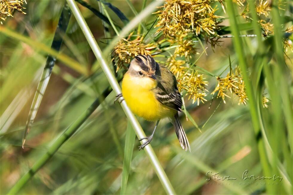 Crested Doradito (Pseudocolopteryx sclateri)