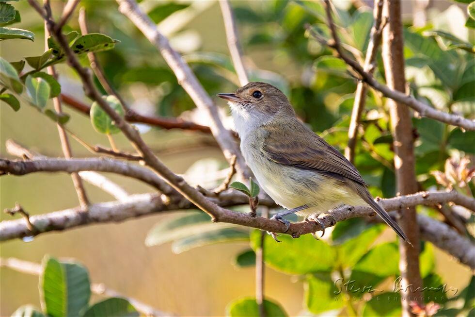 Tawny-crowned Pygmy Tyrant (Euscarthmus meloryphus)