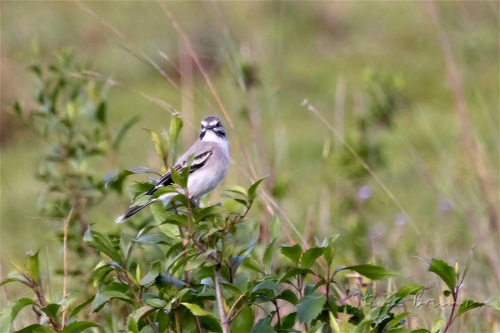 Grey Monjita (Xolmis cinereus)