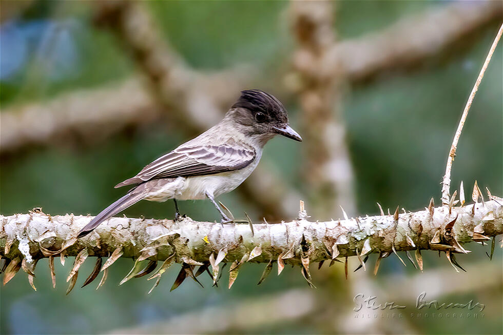 Sibilant Sirystes (Sirystes sibilator)