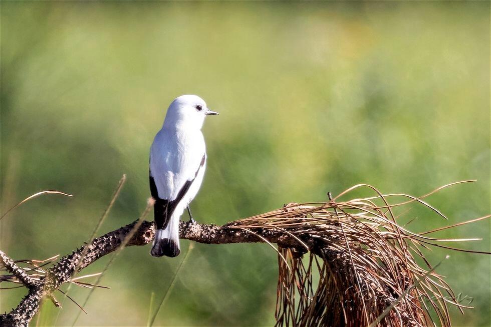 White Monjita (Xolmis irupero)