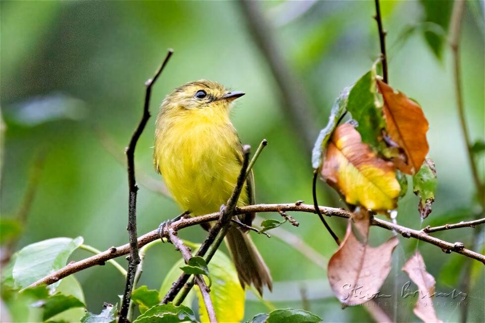 Yellow Tyrannulet (Capsiempis flaveola)