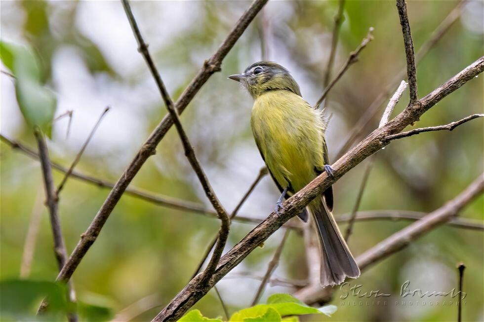 Yellow-olive Flatbill (Tolmomyias sulphurescens)