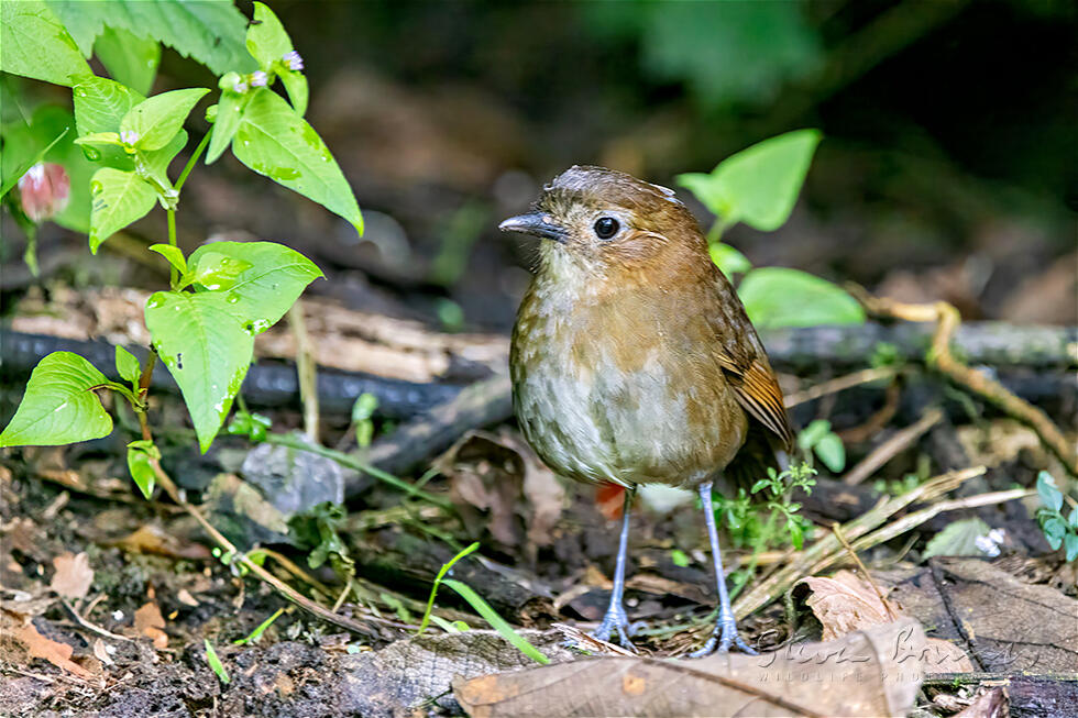Brown-banded Antpitta (Grallaria milleri)