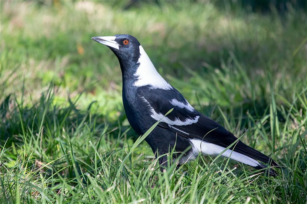Australian Magpie (Gymnorhina tibicen)
