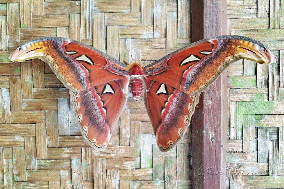 Atlas Moth (Attacus atlas)