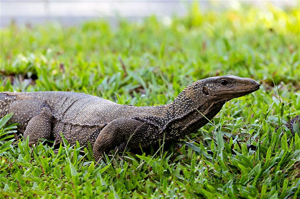 Clouded Monitor (Varanus nebulosus)