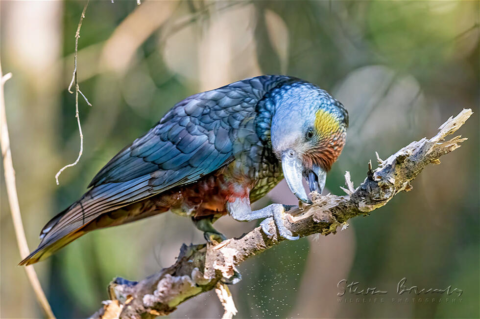 New Zealand Kaka (Nestor meridionalis)