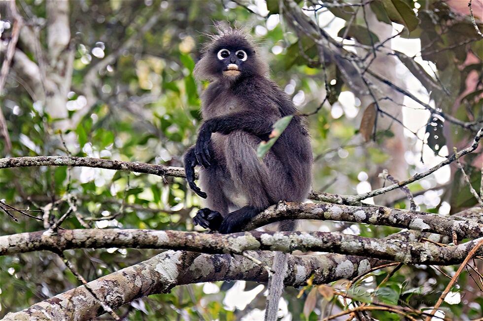 Spectacled Leaf Monkey (Trachypithecus obscurus)