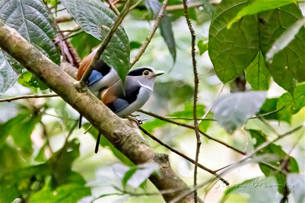 Silver-breasted Broadbill (Serilophus lunatus)
