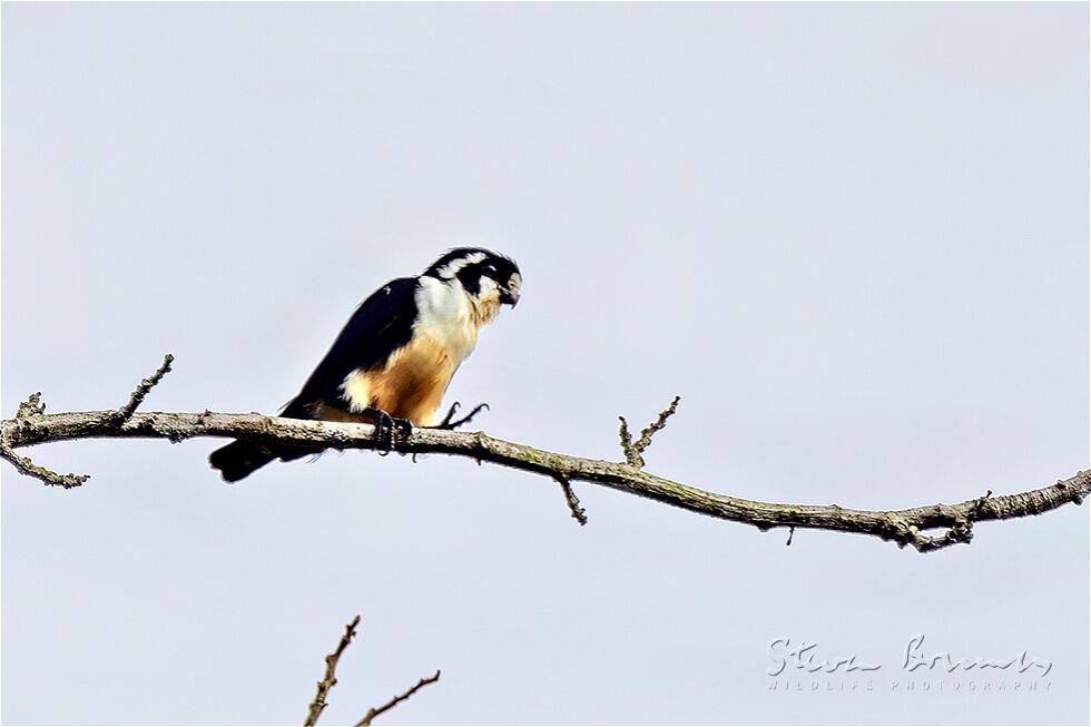 Black-thighed Falconet (Microhierax fringillarius)