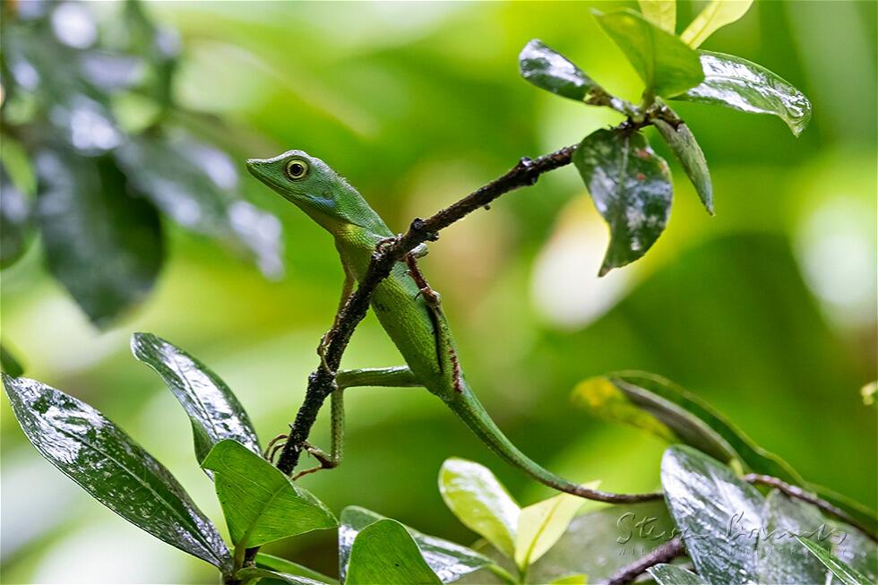 Green Crested Lizard (Bronchocela cristatella)