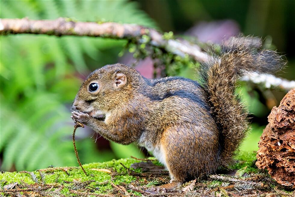Himalayan Striped Squirrel (Tamiops mcclellandii)