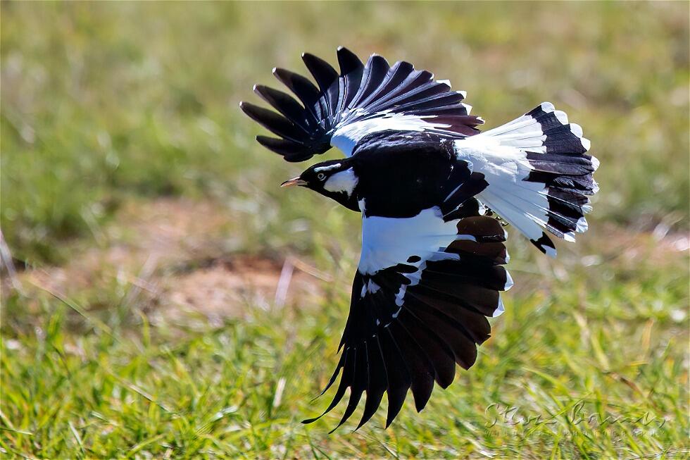 Magpie-lark (Grallina cyanoleuca)