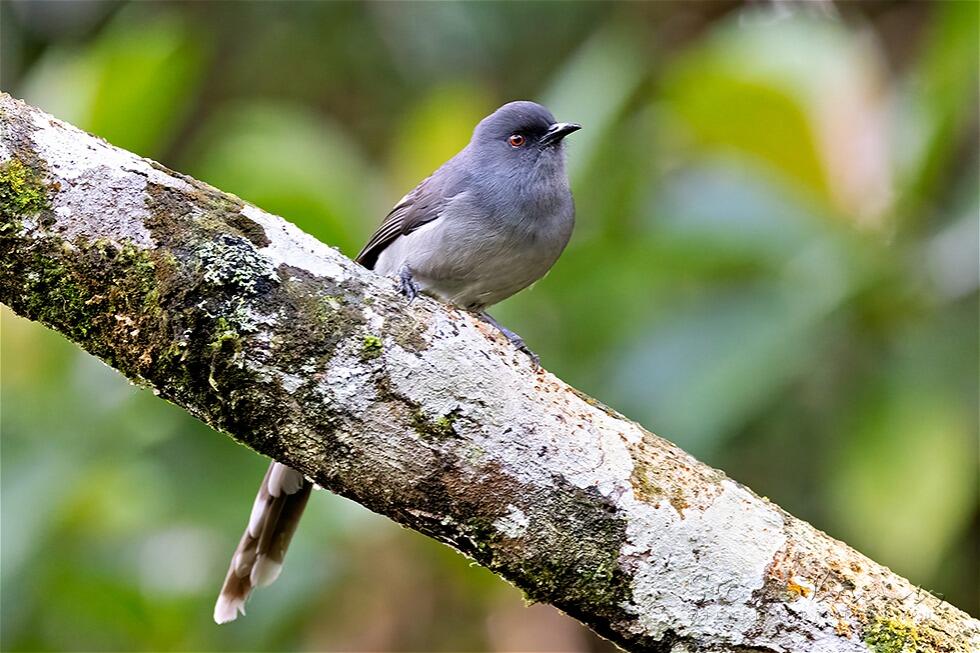 Long-tailed Sibia (Heterophasia picaoides)