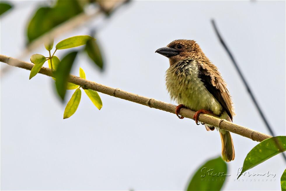 Sooty Barbet (Caloramphus hayii)