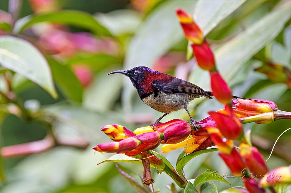 Black-throated Sunbird (Aethopyga saturata)