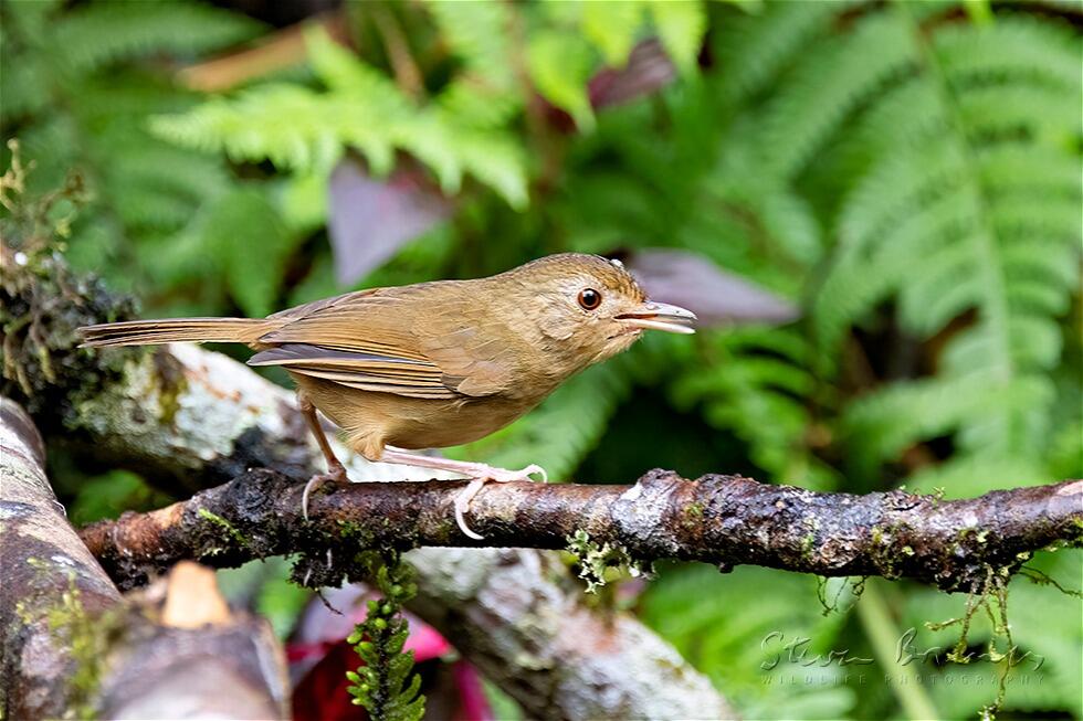 Buff-breasted Babbler (Pellorneum tickelli)