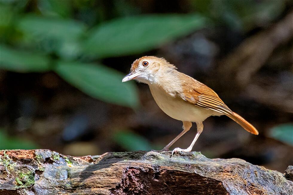 Ferruginous Babbler (Trichastoma bicolor)