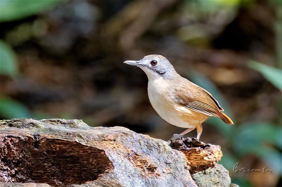 Short-tailed Babbler (Malacocincla malaccensis)