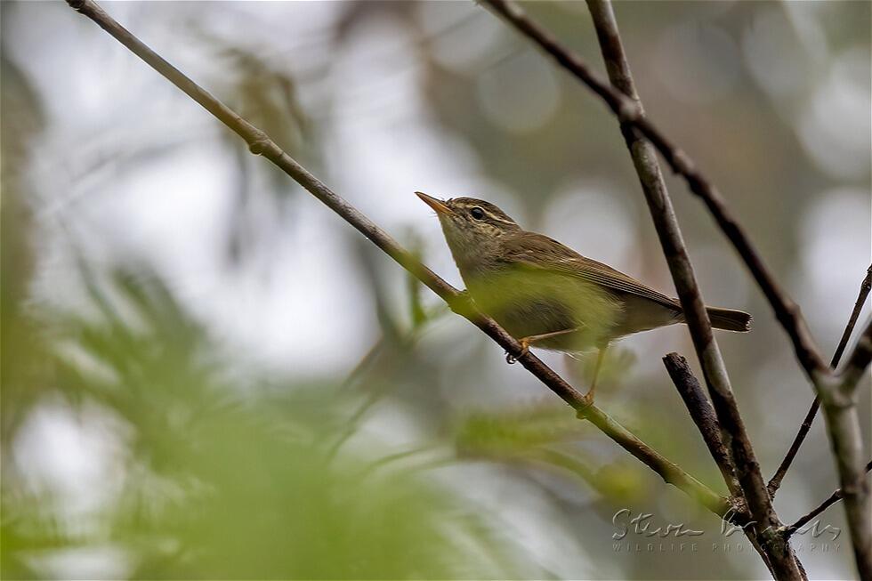 Arctic Warbler (Phylloscopus borealis)