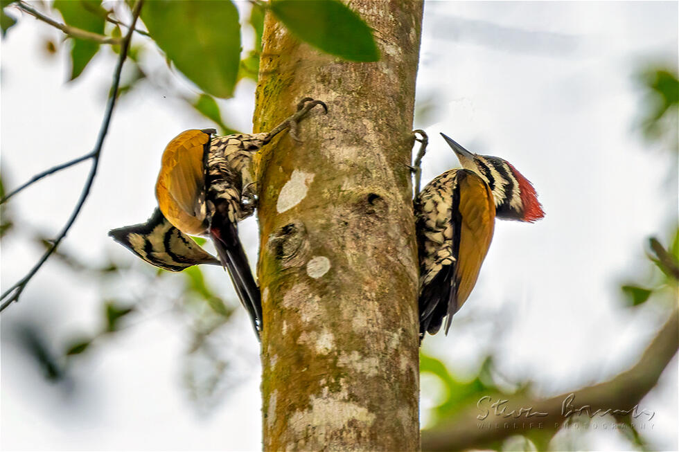Common Flameback (Dinopium javanense)