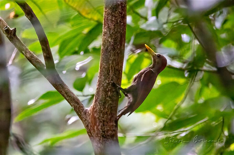 Maroon Woodpecker (Blythipicus rubiginosus)