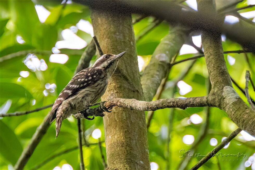 Sunda Pygmy Woodpecker (Yungipicus moluccensis)