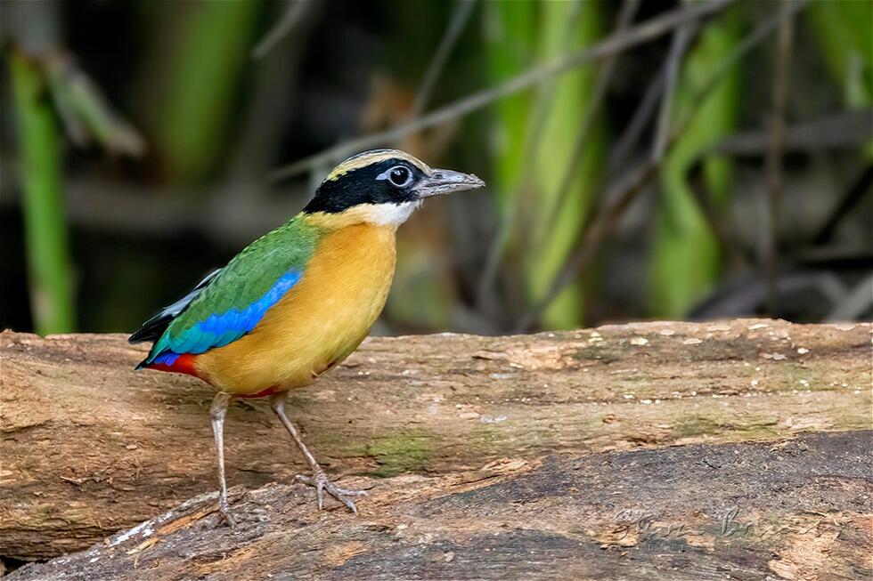 Blue-winged Pitta (Pitta moluccensis)