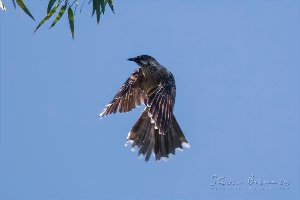 Red Wattlebird (Anthochaera carunculata)