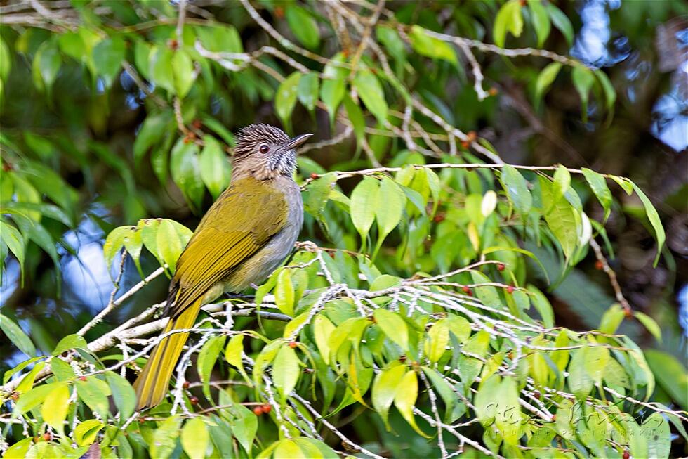 Mountain Bulbul (Ixos mcclellandii)