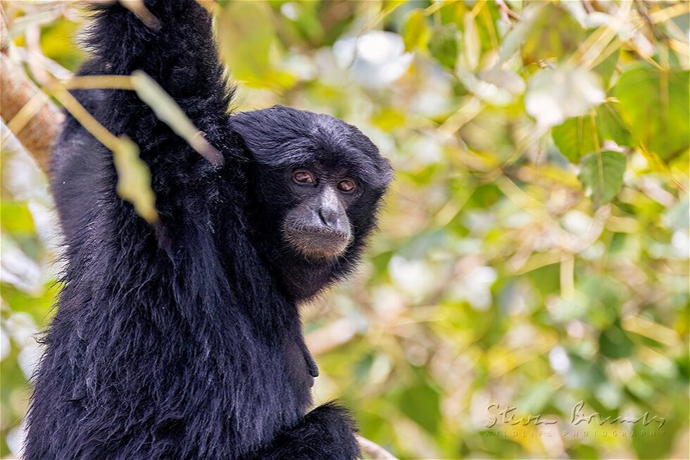 Siamang (Symphalangus syndactylus)