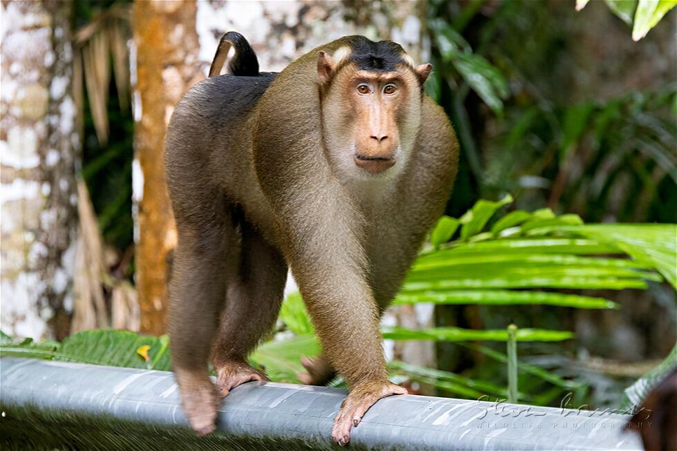 Southern Pig-Tailed Macaque (Macaca nemestrina)
