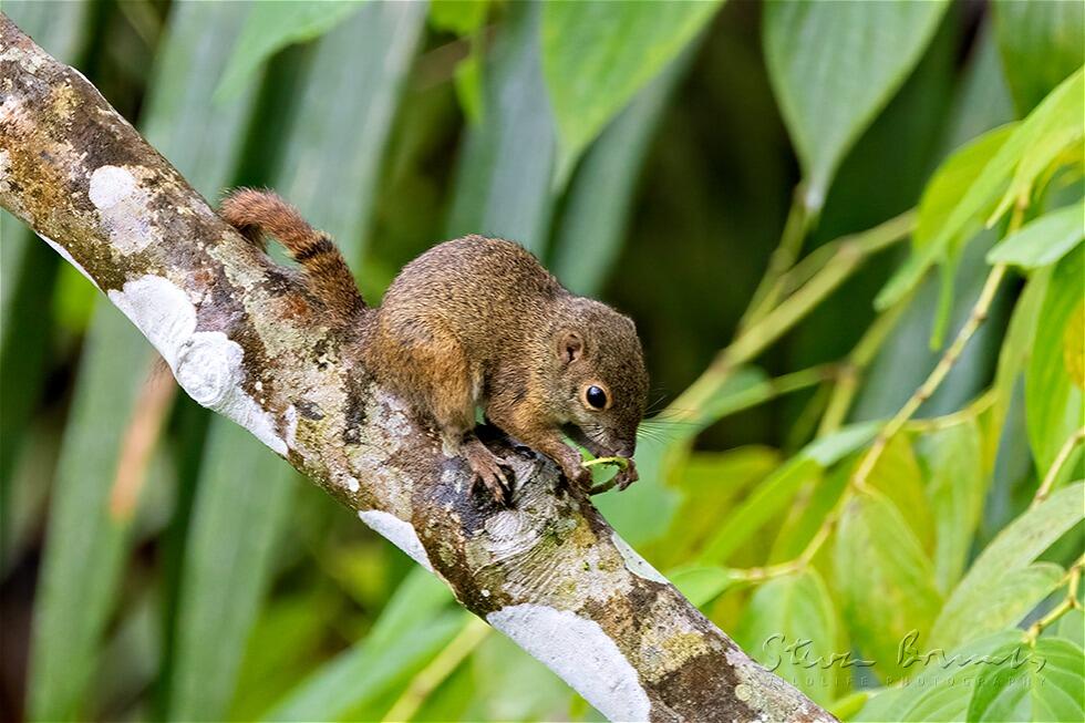 Slender Squirrel (Sundasciurus tenuis)