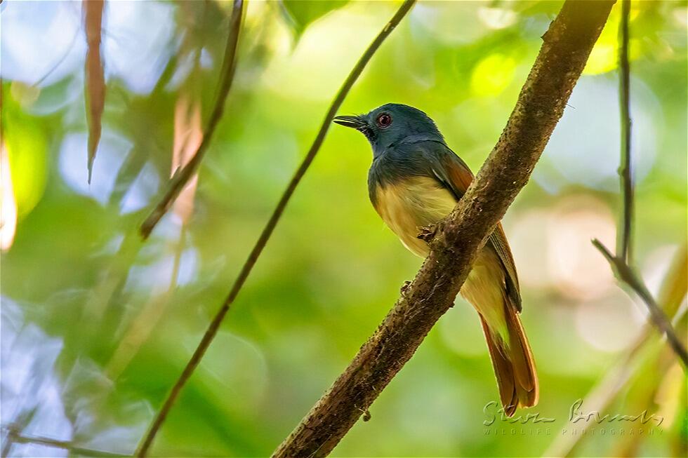 Rufous-winged Philentoma (Philentoma pyrhoptera)
