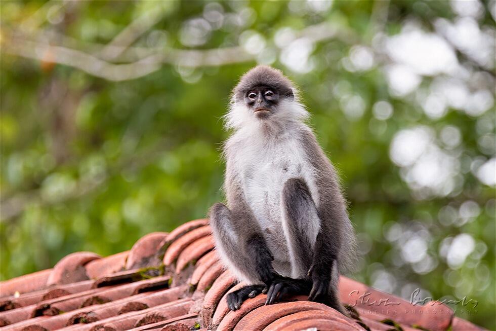 White-Thighed Surili (Presbytis siamensis)