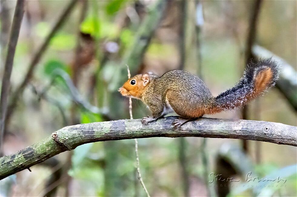Asian Red-Cheeked Squirrel (Dremomys rufigenis)