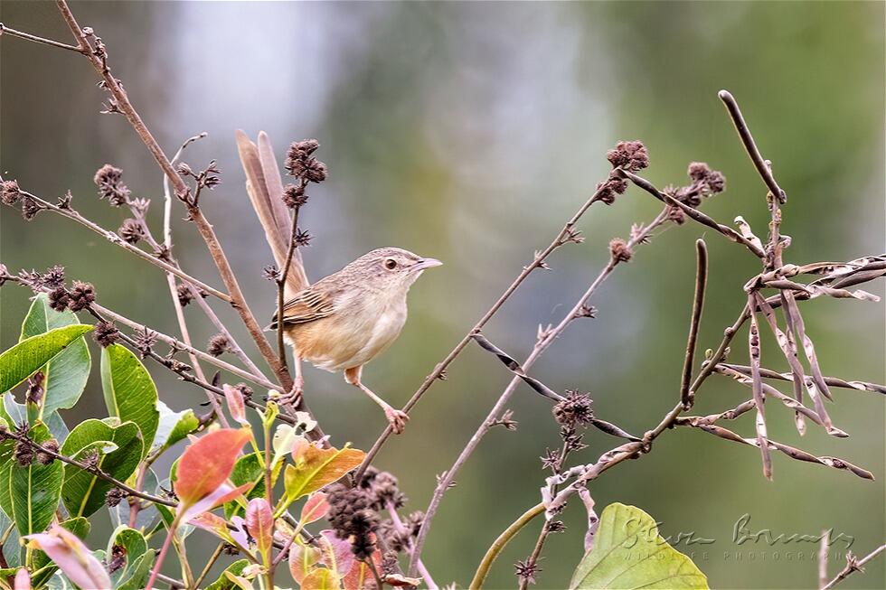 Annam Prinia (Prinia rocki)