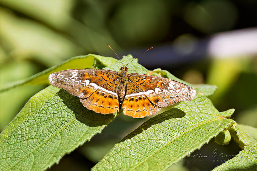 Knight (Lebadea martha)