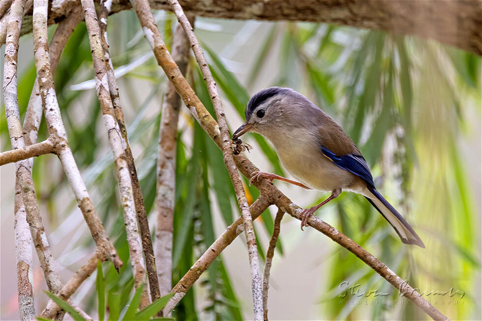Blue-winged Minla (Minla cyanouroptera)
