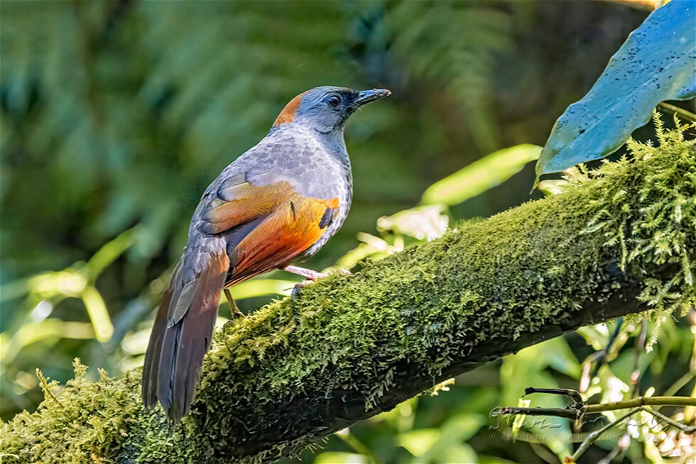 Golden-winged Laughingthrush (Trochalopteron ngoclinhense)
