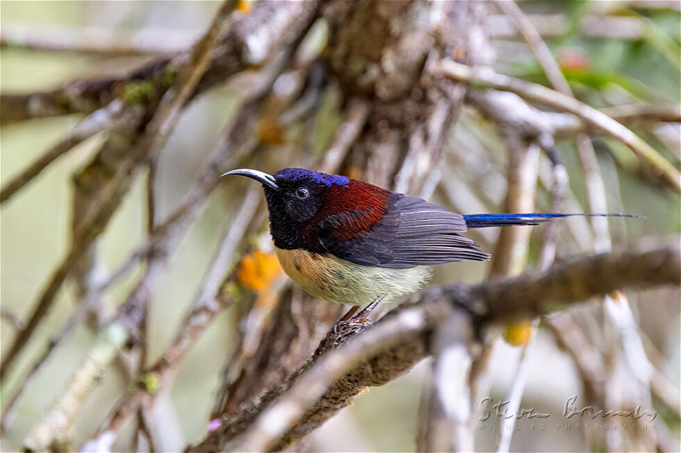 Black-throated Sunbird (Aethopyga saturata)