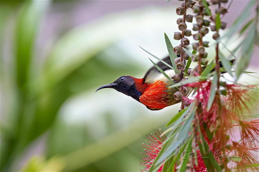 Black-throated Sunbird (Aethopyga saturata)