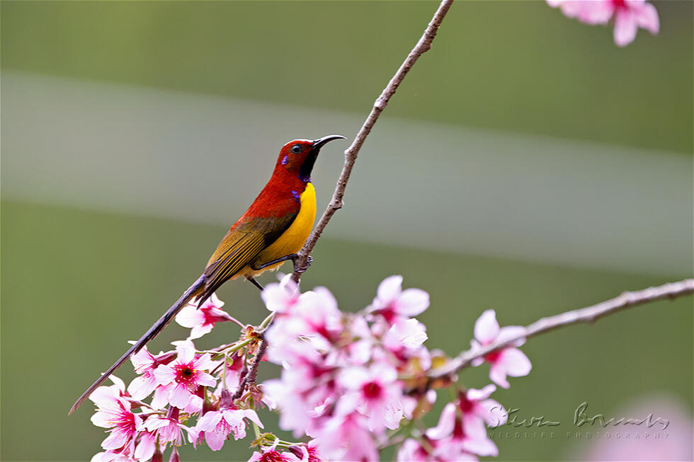 Mrs. Gould's Sunbird (Aethopyga gouldiae)