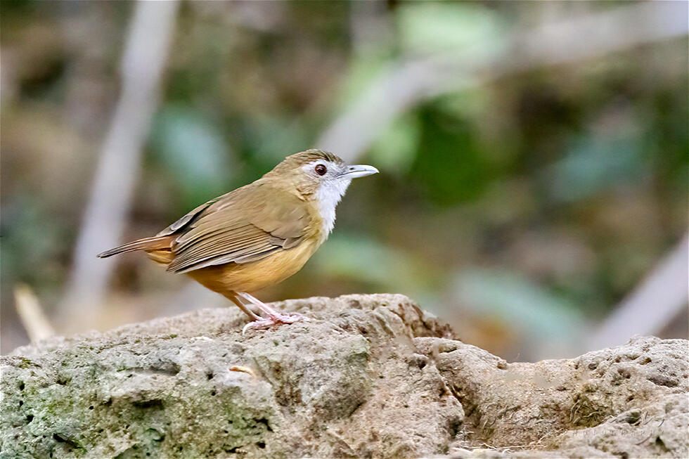 Abbott's Babbler (Malacocincla abbotti)