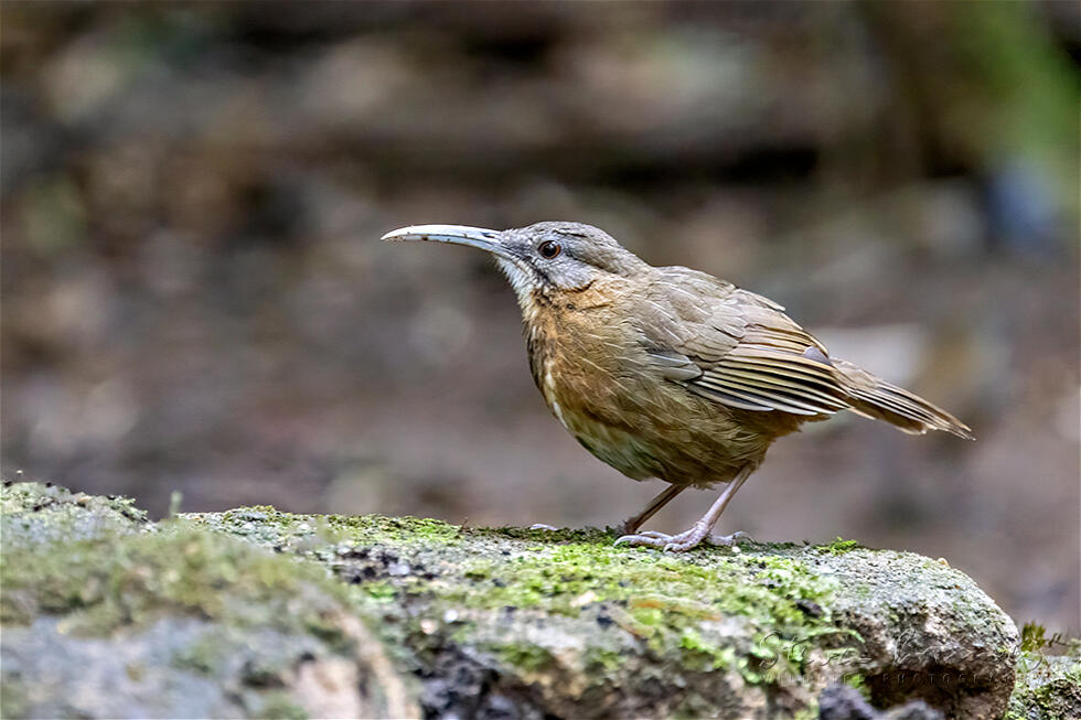 Short-tailed Scimitar Babbler (Jabouilleia danjoui)
