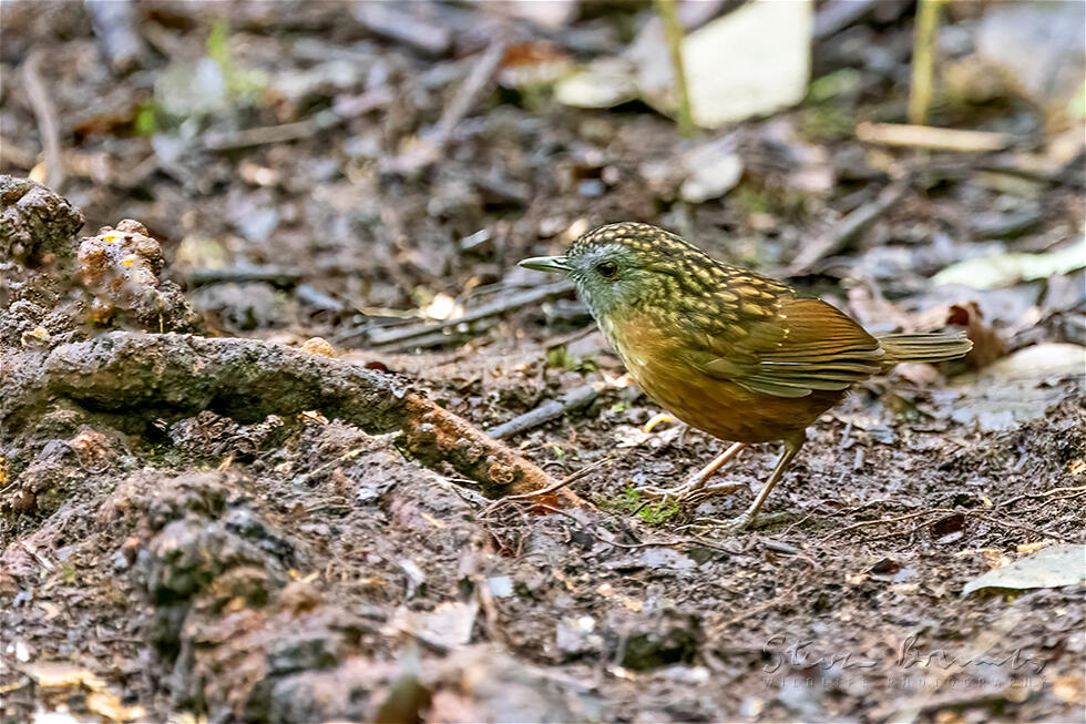 Streaked Wren-Babbler (Napothera brevicaudata)
